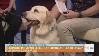 Labrador Retriever Rescue of Florida Celebrates 25th Anniversary