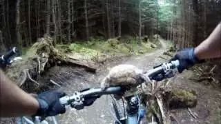 Whinlatter North Loop