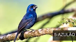 As 10 aves mais cobi&ccedil;adas do Brasil.