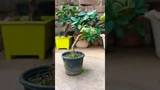 Zade Bonsai Prunning #bonsai #zade #youtubeshorts