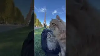 Siberian Cats Visit Paris