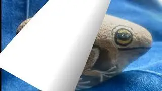 Sapo de piedra. Judeje arte.