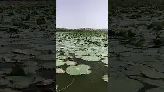 Botar Lake _ Khipro | Lilly lake in Sindh