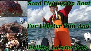 Scad Fishing With Lures - Lobster Fishing In UK