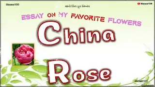 China Rose Flower | Essay On China Rose Flower | My Favorite Flower China Rose | China Rose Benefits