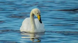 Whooper Swan Call