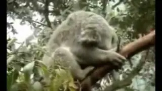 Koala Tiere Animals SelMcKenzie Selzer-McKenzie