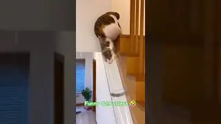 Funny videos Cats @nature.furver #funnycatsvideos #athenasvalerio #gatitosgraciosos