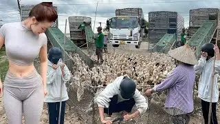 Pov Life : The Genius Method Behind Moving 10,000 Ducks in Vietnam&rdquo; No Machines, Just Skill