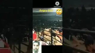 viral angry bull 🐂 #funny #shorts #animals