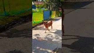 Goat Shorts🦮, chagol, bokri,chagoler video, #goat #viralvideo #yt #shortvideo #tiktok