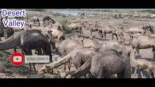 Camels Herd Eating Fresh Grass || Camels Get together || Camels with Camel Calf