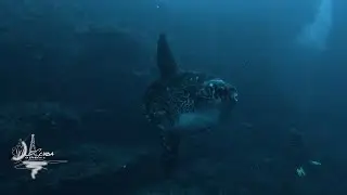 Mola Molas and Birthday Dives for Big Boss!