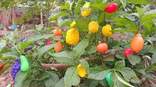 di batang pohon liar buah buahan pada bergelantungan mangga🥭 jagung 🌽terong🍆 stroberi🍓manggis🫐 apel🍎