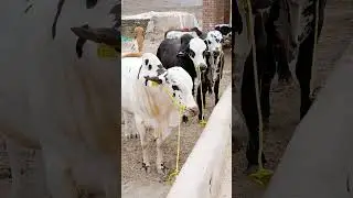 #bachrafarming