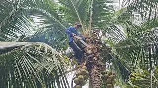 Cưa  cây  dừa cho  đại  gia  ,Ở  huyện  tri  tôn  ,Cưa  cây  kỷ thuật cao