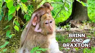 Little Braxton Loves Climbing on Mama&rsquo;s Back &mdash; So Adorable!, @monkeyscorner