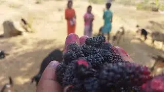 NAGPURI TUNTH// short video// NAGPURI MANJEET BLOG!?