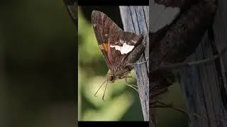 Silver Spotted Skipper #TriviaTime #DidYouKnow #Facts #FactOfTheDay #KnowledgeNuggets #LearnEveryday