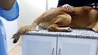 Happy Tail Syndrome