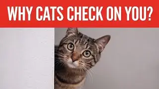 Почему кошки постоянно проверяют своих хозяев?