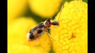 Eenhoornige snoerhalskever Notoxus monoceros