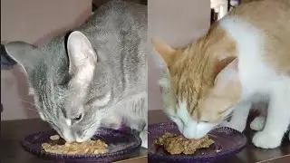 Cats Eating Beef with Tomatoes & Pasta