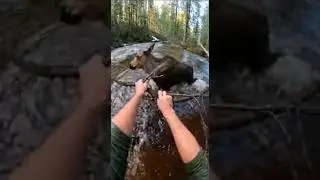 POV Immediate Danger Moose Charges In River