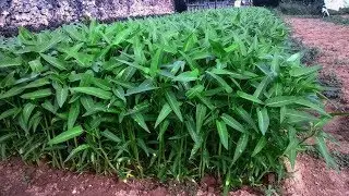 Kangkong farming lecture using screen recording. Money from Kangkong
