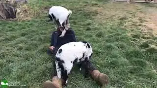 Iris, una cabrita que lleg&oacute; enferma, juega feliz
