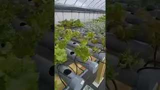 Hydroponics NFT DIY is in operation with a very good feeling!