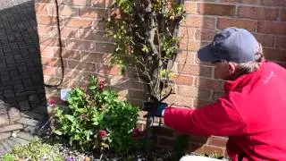 Stagger pruning to encourage climbing roses to produce many more flowers