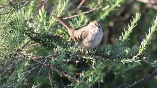 Rufous-crowned Sparrow