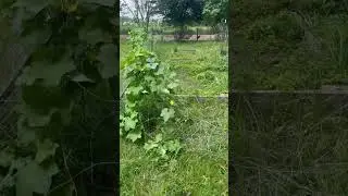 Hazel the Mare ruined my Garden fence&hellip;but not my fruit 😆  #farmlife #lol  #horse #garden #loofah