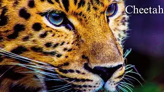 Cheetah Chronicles: Grace and Speed of the African Plains