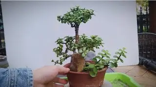 Create a slanted stem and jade leaf design#SucculentCare #JadeLeaf #PottedPlantCultivation 