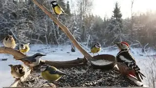 🔴 Forest Bird Feeder | Relaxing Nature Sounds from the Forest [ 2026/1/17 ]