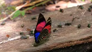 Claudina from Apuya Ecuador
