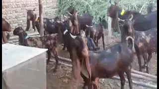 Kamori Goats Breed Documentary | Nagra Farm