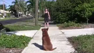 Dog Obsessed with Attacking cats