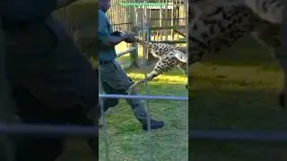 🐆 Cheetah Vs Human 💪 #cheetah #human #shorts #short #shortvideo #shortviral