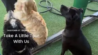 St George Video