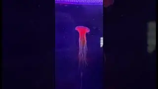 Медуза🪸#природа#медуза#живая#nature#jellyfish#jellyfishfacts #recommendations #video#shorts#top#zoo