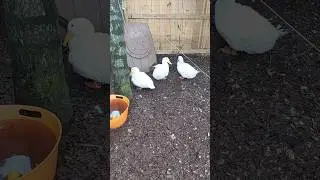 Pekin Ducks-Most Popular Duck Breed In The World