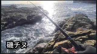 アタリがとお〜い 1　クロダイ 前打ち 落とし込み ヘチ