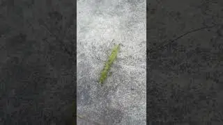 ants crawling on grasshopper in Islamabad, Pakistan, cycle of life and death