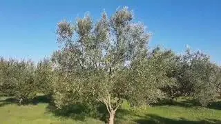Maslina sorta Lastovka