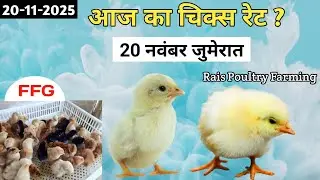Today Broiler & Ffg Chicks Rate | 20/11/2025 | Aaj Ka Chicks Rate ? New Chicks Rate Update 20 Nov
