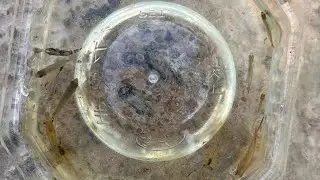 I catching beautiful fish and shrimp in countryside 