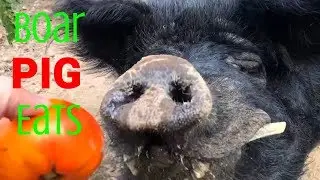 Boar Pig Eats Tomatoes - ASMR / Smacking Sounds -Animals Eat